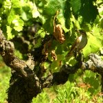 Usignolo d’Africa (cercotrichas galactotes sp.) - Alzacola rojizo in spagnolo | SEO/BirdLife